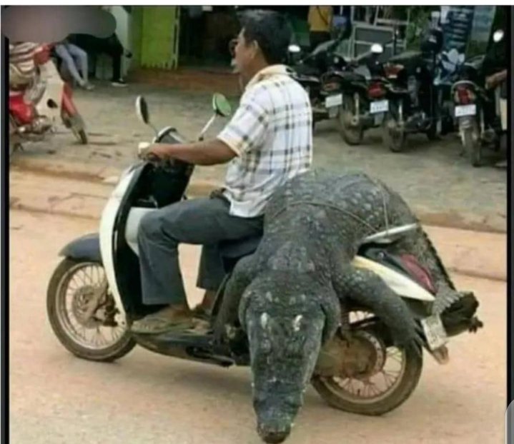 Go back to your Ex or bring a crocodile 🐊 
Me..👇👇🤞