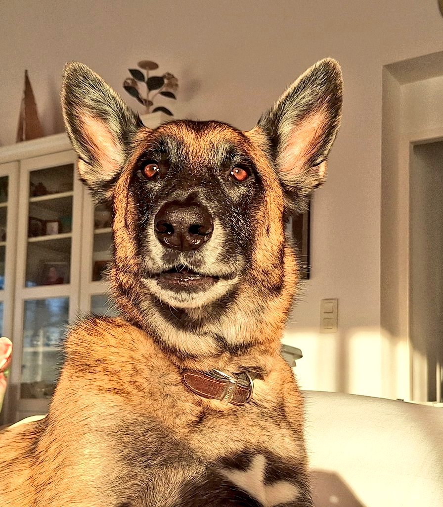<a href="/RadTheMaligator/">🌞🌺🍦🌊🏖🐕Malinois Radek 🐕🐦🇬🇧🇺🇲🇧🇪</a> Hey Rads and Uncle Pop pops!!! 🤗🥰🐶🐾🩷🩷🩷