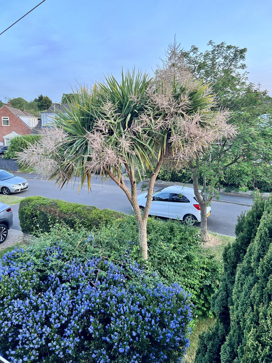 What do you think to my tree. It’s a beauty isn’t it? I’m not really a gardener but I planted this about 15 years ago and this year is the best it’s ever looked. Loads of flowers on it.