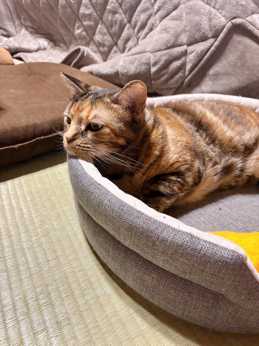 今朝は雨でアンニュイな姐さん。