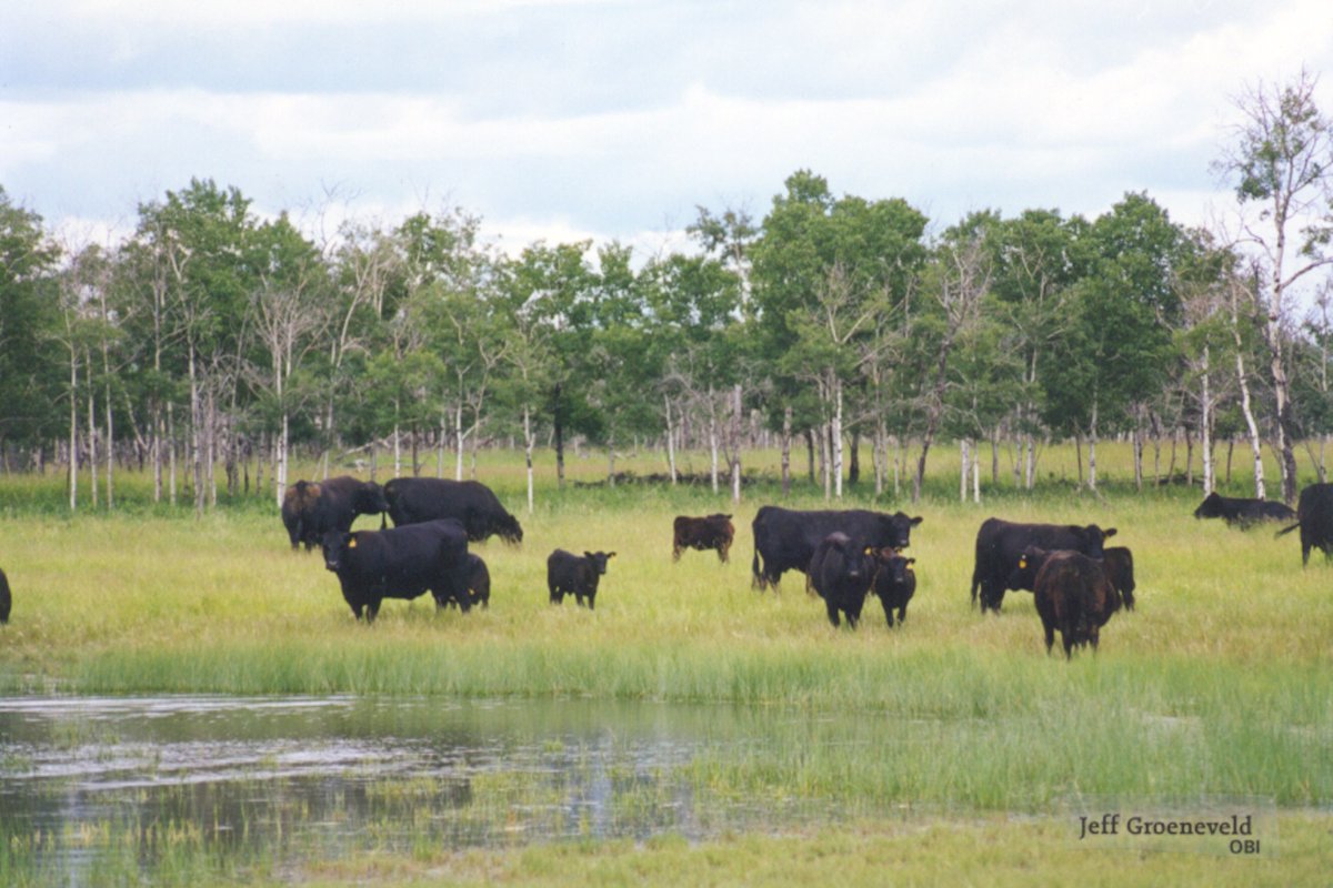 Statistics Canada will only be publishing food availability numbers every second year rather than the current annual delivery. That means official total consumption and per capita consumption data for 2024..... 
Read More 👉: canfax.ca 
#cattlemarkets #CanfaxMarket
