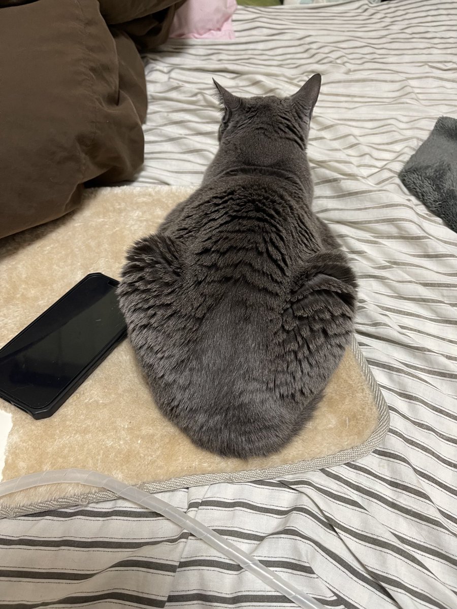 rinrin7481's tweet image. おはようございます😊😼😸
フワフワした世界からリアル世界に戻って来ました💦
帰って来れる距離でしたが…色々忙しく…自分の部屋もあるので2日間家を空けて昨日の夕方帰って来たら…女優の態度が冷たく💦
そんな時はチュールです😑
優しいリプ頂きありがとうございます🙇‍♀️
本日からどうぞ宜しく🙇‍♀️🙇‍♀️