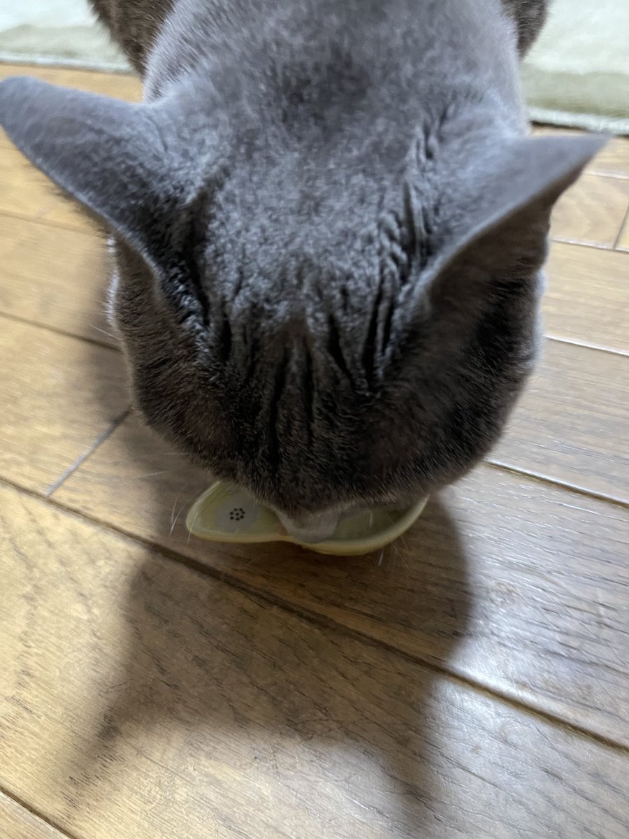 rinrin7481's tweet image. おはようございます😊😼😸
フワフワした世界からリアル世界に戻って来ました💦
帰って来れる距離でしたが…色々忙しく…自分の部屋もあるので2日間家を空けて昨日の夕方帰って来たら…女優の態度が冷たく💦
そんな時はチュールです😑
優しいリプ頂きありがとうございます🙇‍♀️
本日からどうぞ宜しく🙇‍♀️🙇‍♀️