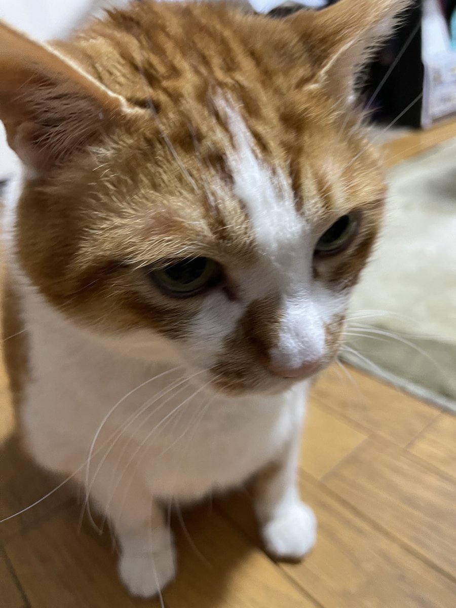 rinrin7481's tweet image. おはようございます😊😼😸
フワフワした世界からリアル世界に戻って来ました💦
帰って来れる距離でしたが…色々忙しく…自分の部屋もあるので2日間家を空けて昨日の夕方帰って来たら…女優の態度が冷たく💦
そんな時はチュールです😑
優しいリプ頂きありがとうございます🙇‍♀️
本日からどうぞ宜しく🙇‍♀️🙇‍♀️