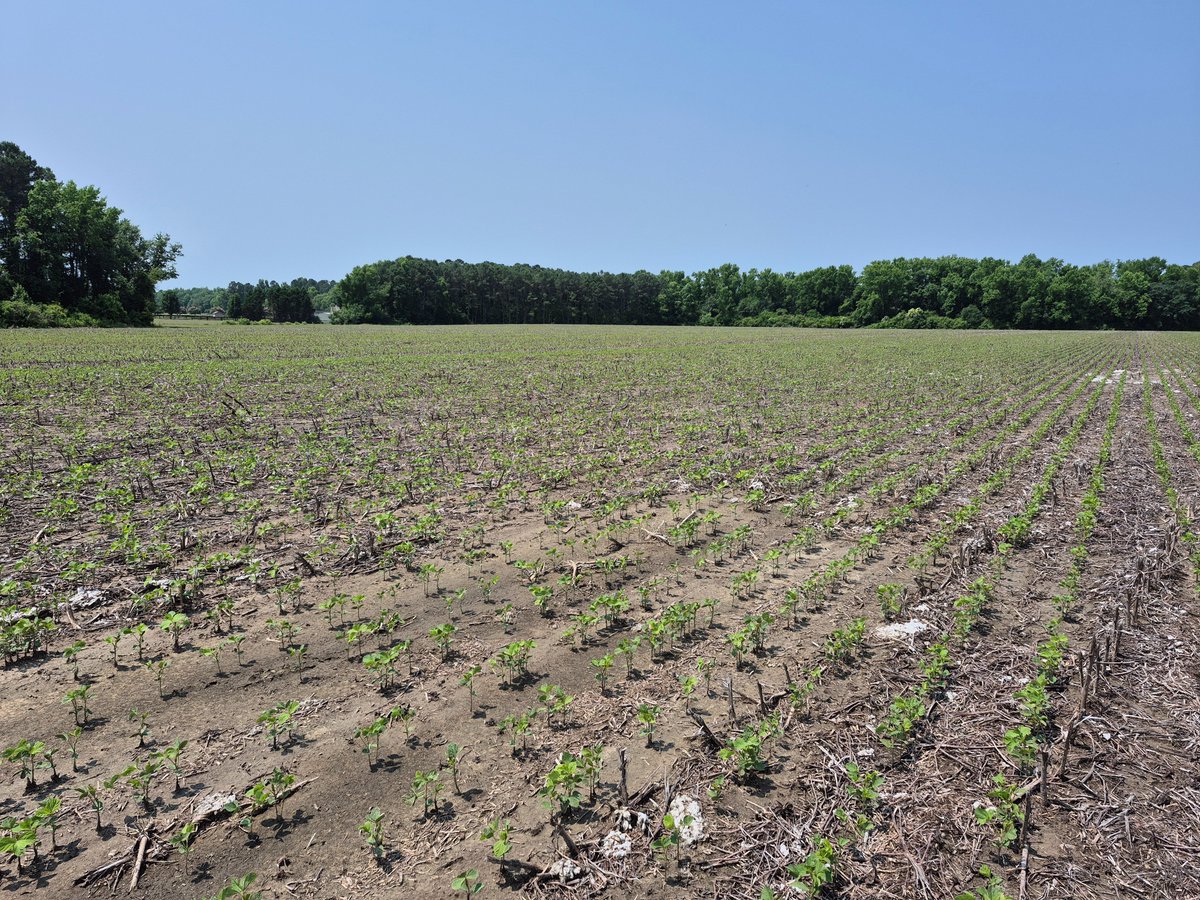 Science for Success (@soybeanscience1) on Twitter photo Here is another update from the field from <a href="/JennyCarleo/">Jenny Carleo</a> ! These soybeans in the coastal plain of North Carolina are experiencing some sandblasting and temporary injury from a pre-emergence herbicide. This field was planted no-till after cotton. Here is another update from the field from <a href="/JennyCarleo/">Jenny Carleo</a> ! These soybeans in the coastal plain of North Carolina are experiencing some sandblasting and temporary injury from a pre-emergence herbicide. This field was planted no-till after cotton.