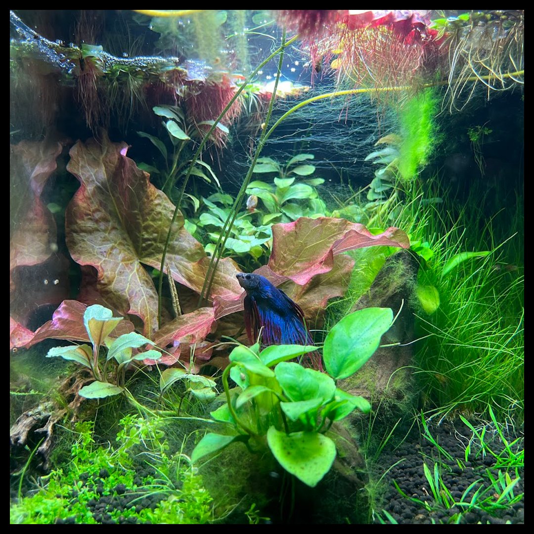 gutfudum's tweet photo. Archie "Archibald" Fish Benjamin
by @jasontkocher
https://t.co/4Xegrr2ryA
Requiem for a Fish. Humor and heartbreak in remembrance of the #bettafish Archie "Archibald" Fish Benjamin.
More and More and More at https://t.co/ddX3rTQUx5
Listen. Laugh. Cry. Subscribe.
#GUTFUDUM https://t.co/gOhQvsVOYi