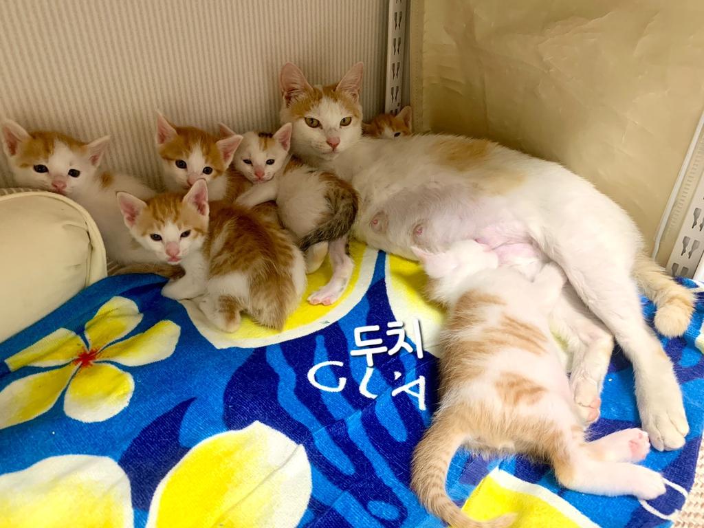 혼자 보기 아까운 사진 2탄!

재삐네를 소개합니다!

아기들 이름은 한치 두치 세치 네치 뿌구 빵!

재삐와 아기들 모두 가족 찾을 예정이라 많은 관심 부탁드려요💛
 
#나비야사랑해_재삐 #나비야사랑해_한치 #나비야사랑해_두치 #나비야사랑해_세치 #나비야사랑해_네치 #나비야사랑해_뿌구