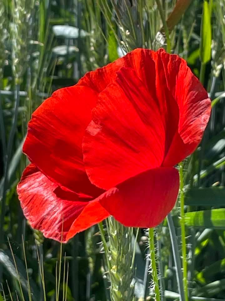 Sonia_@argn_🐞 🦋 tweet media