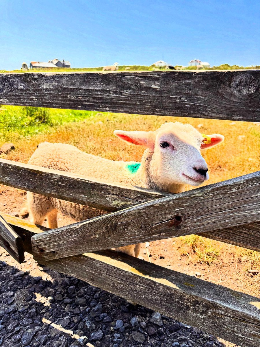 Peter J Hollely-Robins OStJ BEM tweet media