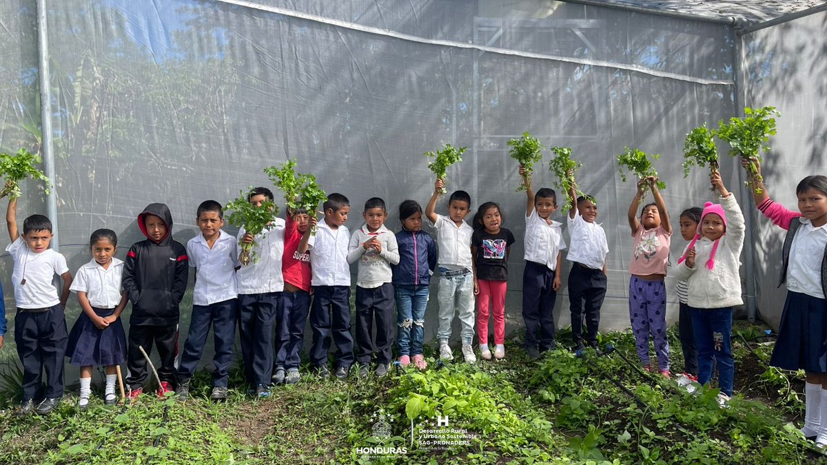 pronaders_hn's tweet image. 📍 Lepaterique, Francisco Morazán

El acompañamiento técnico de #SAG_PRONADERS al #HuertoPedagógico del Centro de Educación Básica Ramón Ortega, en El Guayabo, 🏫 verifica el cultivo de hierbas frescas que los estudiantes utilizan para sazonar su #MeriendaEscolar. 🌱🌿