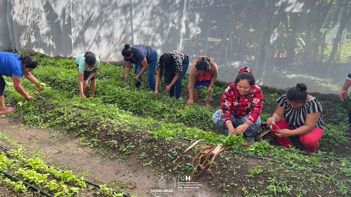 pronaders_hn's tweet image. 📍 Lepaterique, Francisco Morazán

El acompañamiento técnico de #SAG_PRONADERS al #HuertoPedagógico del Centro de Educación Básica Ramón Ortega, en El Guayabo, 🏫 verifica el cultivo de hierbas frescas que los estudiantes utilizan para sazonar su #MeriendaEscolar. 🌱🌿