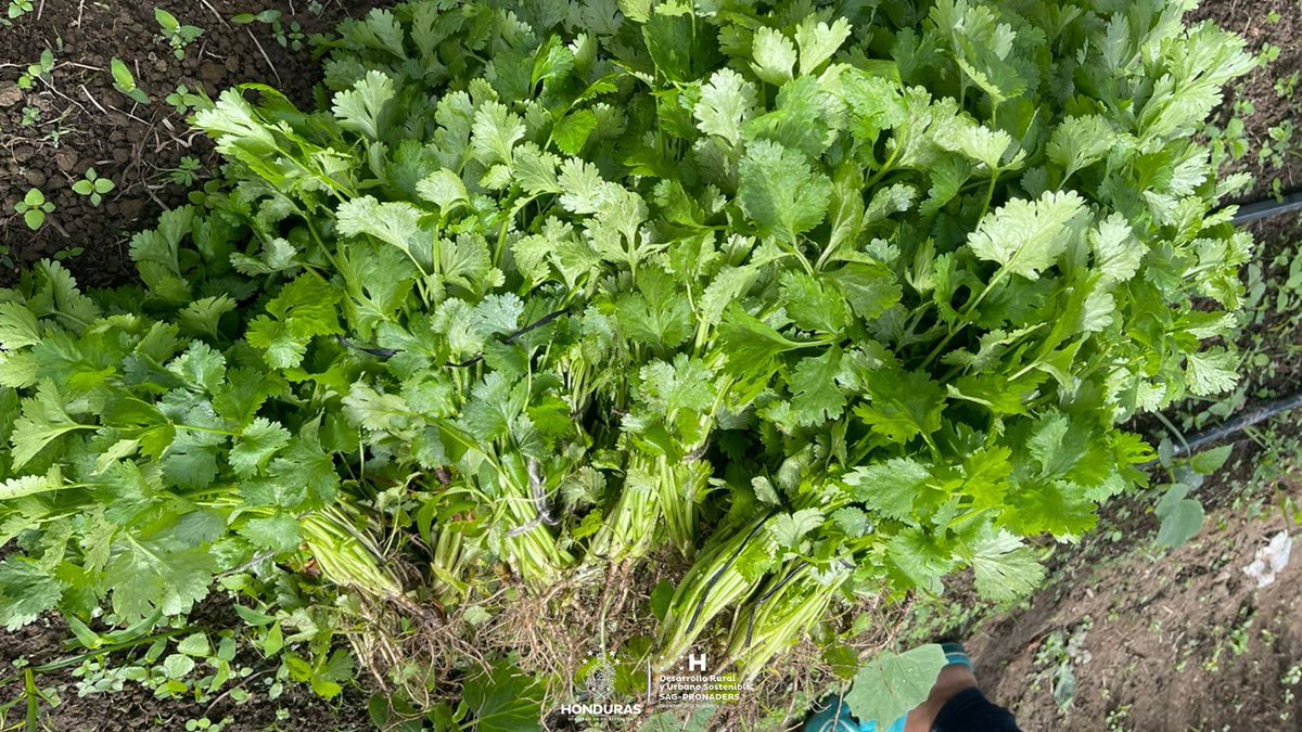 pronaders_hn's tweet image. 📍 Lepaterique, Francisco Morazán

El acompañamiento técnico de #SAG_PRONADERS al #HuertoPedagógico del Centro de Educación Básica Ramón Ortega, en El Guayabo, 🏫 verifica el cultivo de hierbas frescas que los estudiantes utilizan para sazonar su #MeriendaEscolar. 🌱🌿