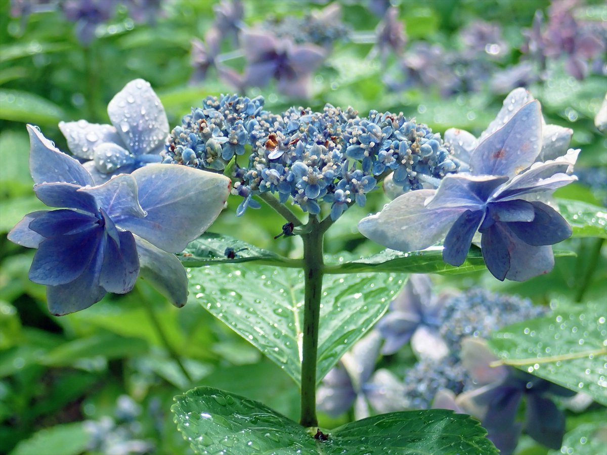 ROLEXTopsecret1's tweet photo. 雨上がりの紫陽花🌼💜
#アジサイ #花 #雫 https://t.co/u4mti6Czah