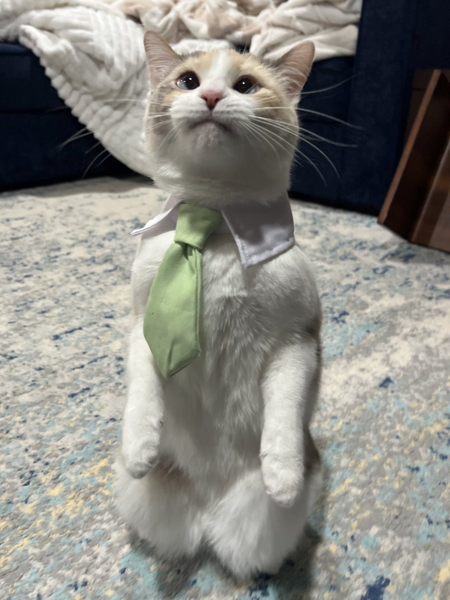 fatfatpankocat's tweet photo. This is me when I’m standing on business btw https://t.co/0Uabb4JvxL