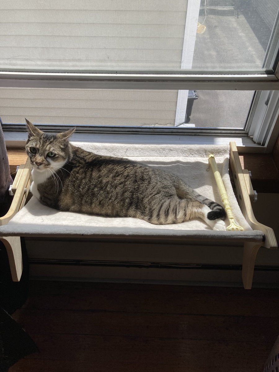 <a href="/LolaLegged/">Lola The 3-Legged Cat 🏳️‍🌈👸🇺🇦</a> Hey baby !? Whats splootin’ yerz way ? #LazyCat 100 % window kitty