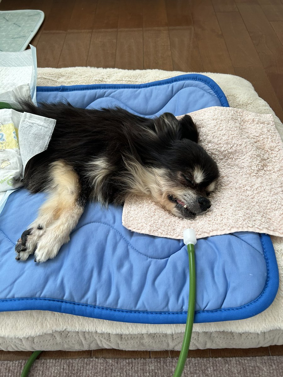 56reochan's tweet photo. 6/3
レオちゃん　食べなくなって5日目
ほとんど眠ってる

お水は飲めるので
1〜2時間おきにシリンジで飲水
今日の皮下点滴も終了💉
朝　チッコ出た🙆‍♀️
２時間おきに体位変え

時々キャン！と鳴いてバタバタし
一気にチアノーゼになるので
酸素ありがたいね

頑張っててすごいよ🥺🫶
#愛犬
#老犬介護 https://t.co/XEpWf1Fevw