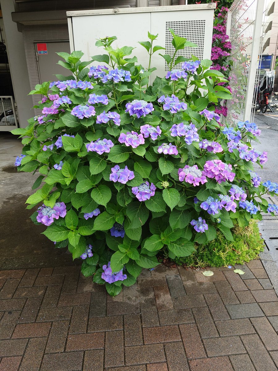 sayako25's tweet photo. 紫陽花綺麗。
雨だからこそ。
艷やか。 https://t.co/sRuA5JpzXL