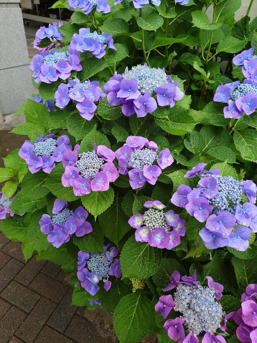 sayako25's tweet photo. 紫陽花綺麗。
雨だからこそ。
艷やか。 https://t.co/sRuA5JpzXL