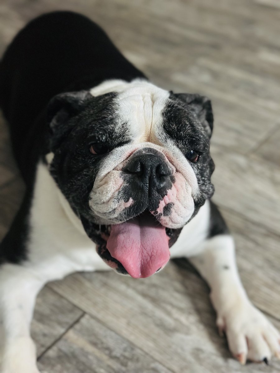 Happy birthday to my beautiful bulldog LOOMER who is 6 yrs old today. I’ve had her since she was a puppy. She is the love of my life. I know bulldogs don’t live very long, but I hope Loomer lives forever. I got her right before the China Virus arrived in 2019.She’s my best bud.❤️