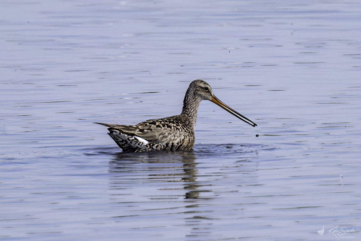 Kyle Smith 🏴 (@jkyles32) on Twitter photo I've just posted another blog, this time featuring a trip with <a href="/kev07713/">Kev heath</a> <a href="/hobbylovinglife/">Karen Jayne</a> & <a href="/worlebirder/">Dean Reeves</a> to see the Hudsonian godwit at Titchfield Haven - thanks for looking jkhsmith.blogspot.com/2025/06/collin…. I've just posted another blog, this time featuring a trip with <a href="/kev07713/">Kev heath</a> <a href="/hobbylovinglife/">Karen Jayne</a> & <a href="/worlebirder/">Dean Reeves</a> to see the Hudsonian godwit at Titchfield Haven - thanks for looking jkhsmith.blogspot.com/2025/06/collin….