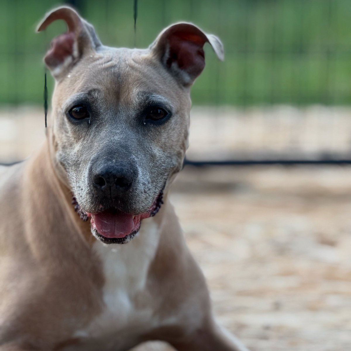 Meet Picante — the little soul who almost didn’t get her second chance.

She was on death row at NYCACC, sentenced to be euthanized for having pneumonia and what they called “behavioral issues.” But here’s the truth: Picante doesn’t have issues — she has a broken heart that just