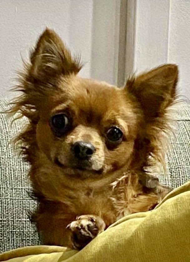 Lost Dog Recovery UK South tweet media