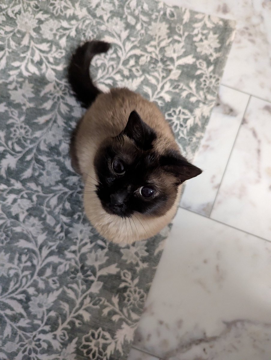 she woke up from her nap specifically to come sit and stare up at me for some reason