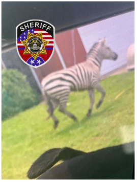 RCTNSheriff (@rctnsheriff) on Twitter photo ZEBRA UPDATE:
The missing zebra's owner told <a href="/RCTNSheriff/">RCTNSheriff</a> the animal remains at large Monday afternoonSeveral professional tracking groups are involved in the search and a K9 search is scheduled Tuesday.
People who spot the zebra may call the Sheriff’s Office at 615-898-7777. ZEBRA UPDATE:
The missing zebra's owner told <a href="/RCTNSheriff/">RCTNSheriff</a> the animal remains at large Monday afternoonSeveral professional tracking groups are involved in the search and a K9 search is scheduled Tuesday.
People who spot the zebra may call the Sheriff’s Office at 615-898-7777.