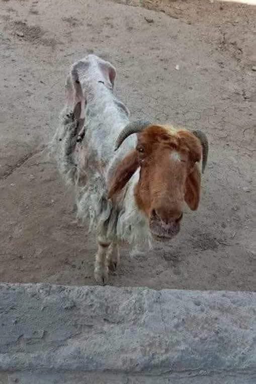 هذا حال الخرفان (من الجنسين) من مهاجمي المقاومة بعد عمليات جباليا البطولية اليوم والتي تزامنت مع صاروخ اليمن العظيم ..

فكما ترون في الصورة أدناه قد أصابهم "أنيميا حادة" من فرط القهر وشدة الغيظ على تعبهم طيلة الوقت بما تقيّأوه وذهب مع ريح الفرط صوتي بأنّ المقاومة انتهت !!