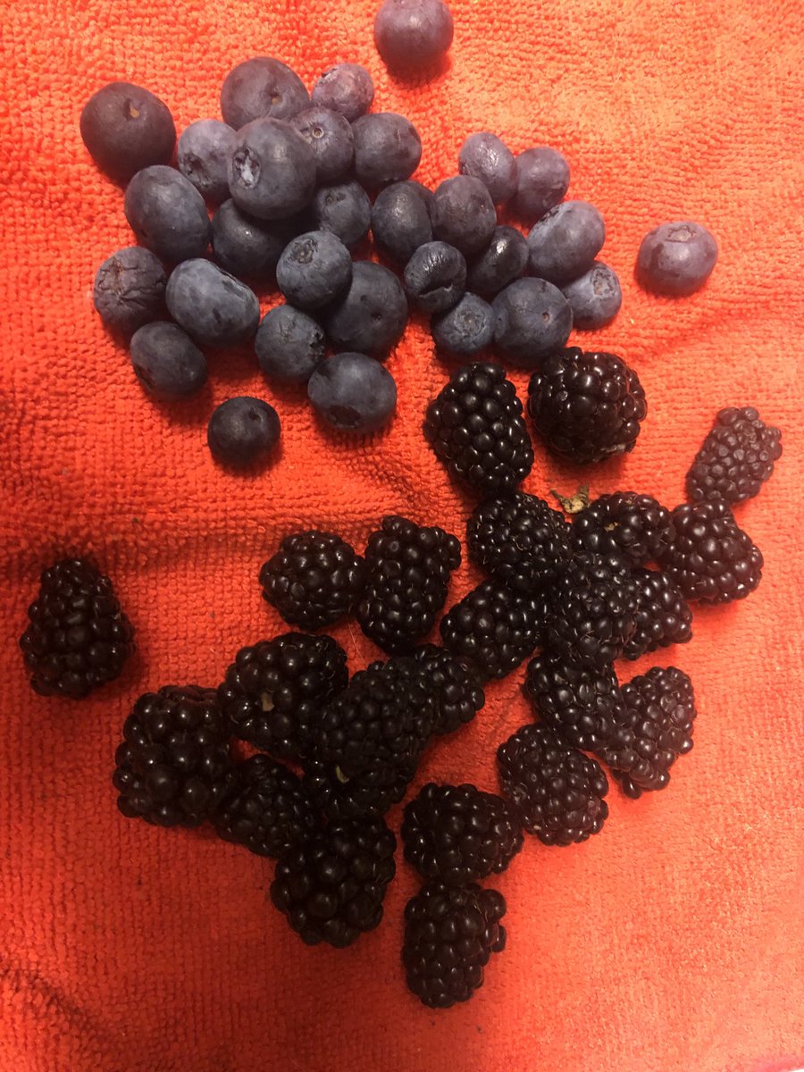 sheree42707426's tweet photo. #skyhawkPride #skyhawkSummerBingo #BFor summerBerries #Delicious https://t.co/IQV1geWg0q