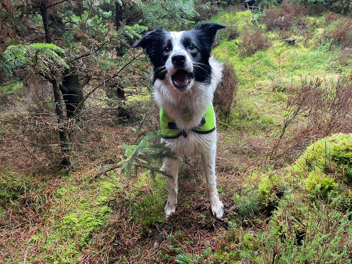 Bowland Pennine MRT (@bpmrt) on Twitter photo This weekend, at our base in <a href="/forestofbowland/">Forest of Bowland National Landscape</a> we hosted a regional training weekend for <a href="/MRSearchDogsEng/">Mountain Rescue Search Dogs England</a>: team members worked alongside handlers, and a Police Search Adviser from <a href="/LancsPolice/">Lancashire Police</a> in a number of testing search scenarios. This weekend, at our base in <a href="/forestofbowland/">Forest of Bowland National Landscape</a> we hosted a regional training weekend for <a href="/MRSearchDogsEng/">Mountain Rescue Search Dogs England</a>: team members worked alongside handlers, and a Police Search Adviser from <a href="/LancsPolice/">Lancashire Police</a> in a number of testing search scenarios.