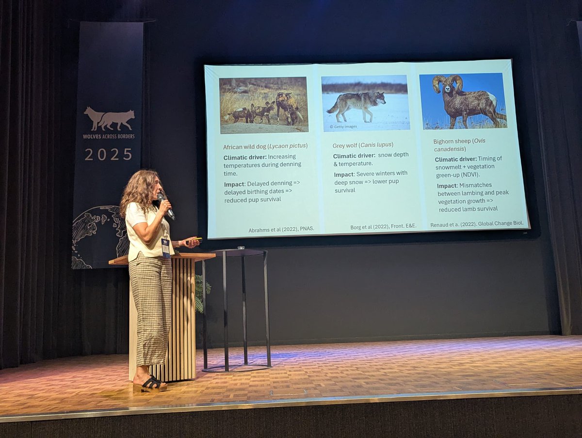 EWCP Ethiopian Wolf Conservation tweet media