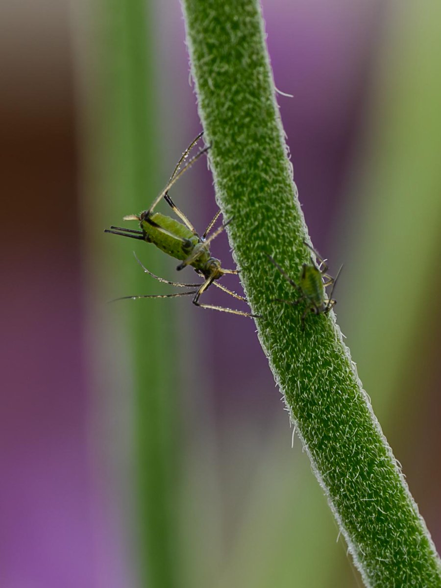 Garden wildlife #Togtweeter #ThePhotoHour #snapyourworld #insects #flies #pollinators #flowers #plants #macro #NaturePhotography #macrophotography