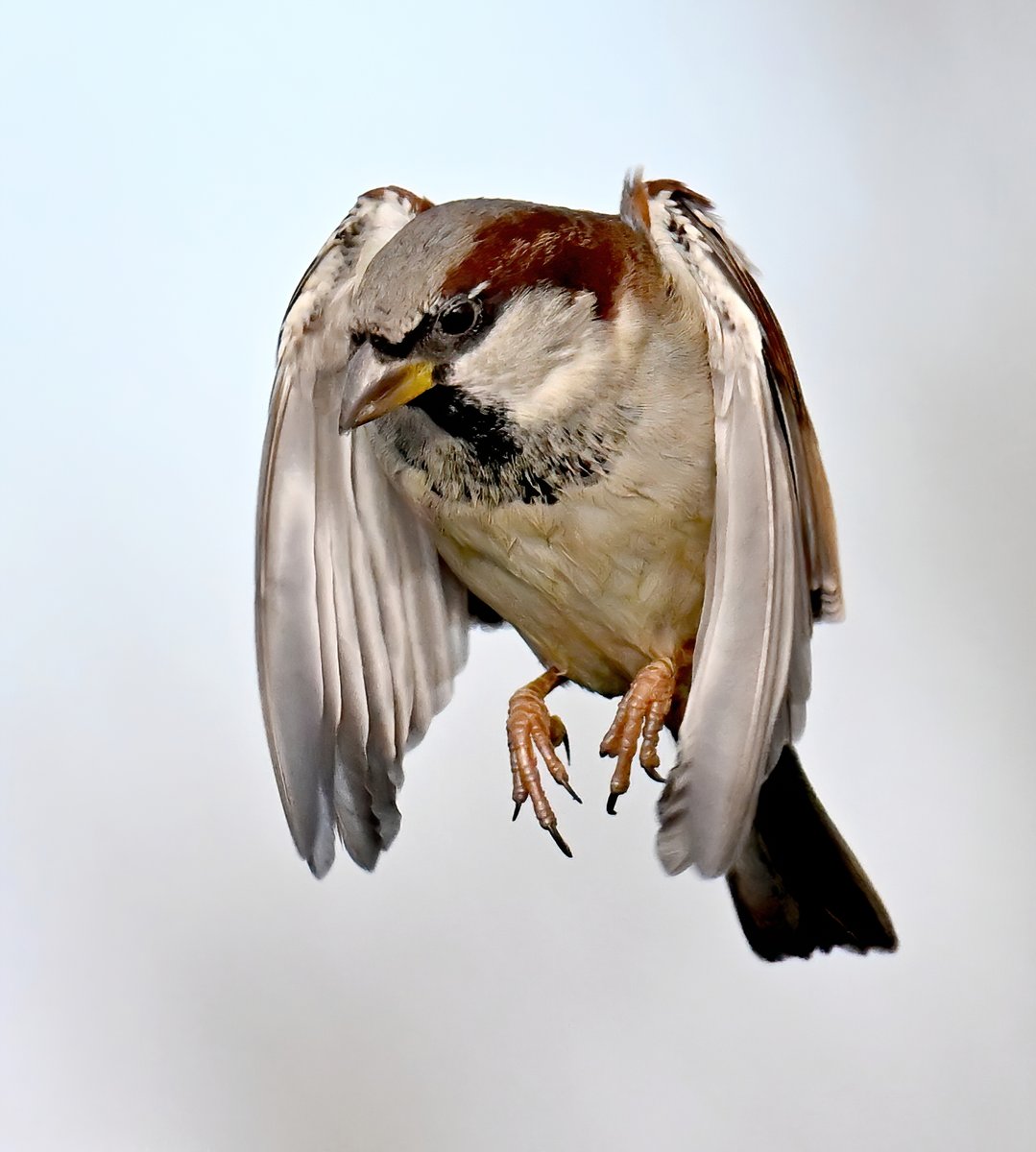 Male House Sparrow at RSPB Greylake in Somerset  earlier this year. 😀🐦