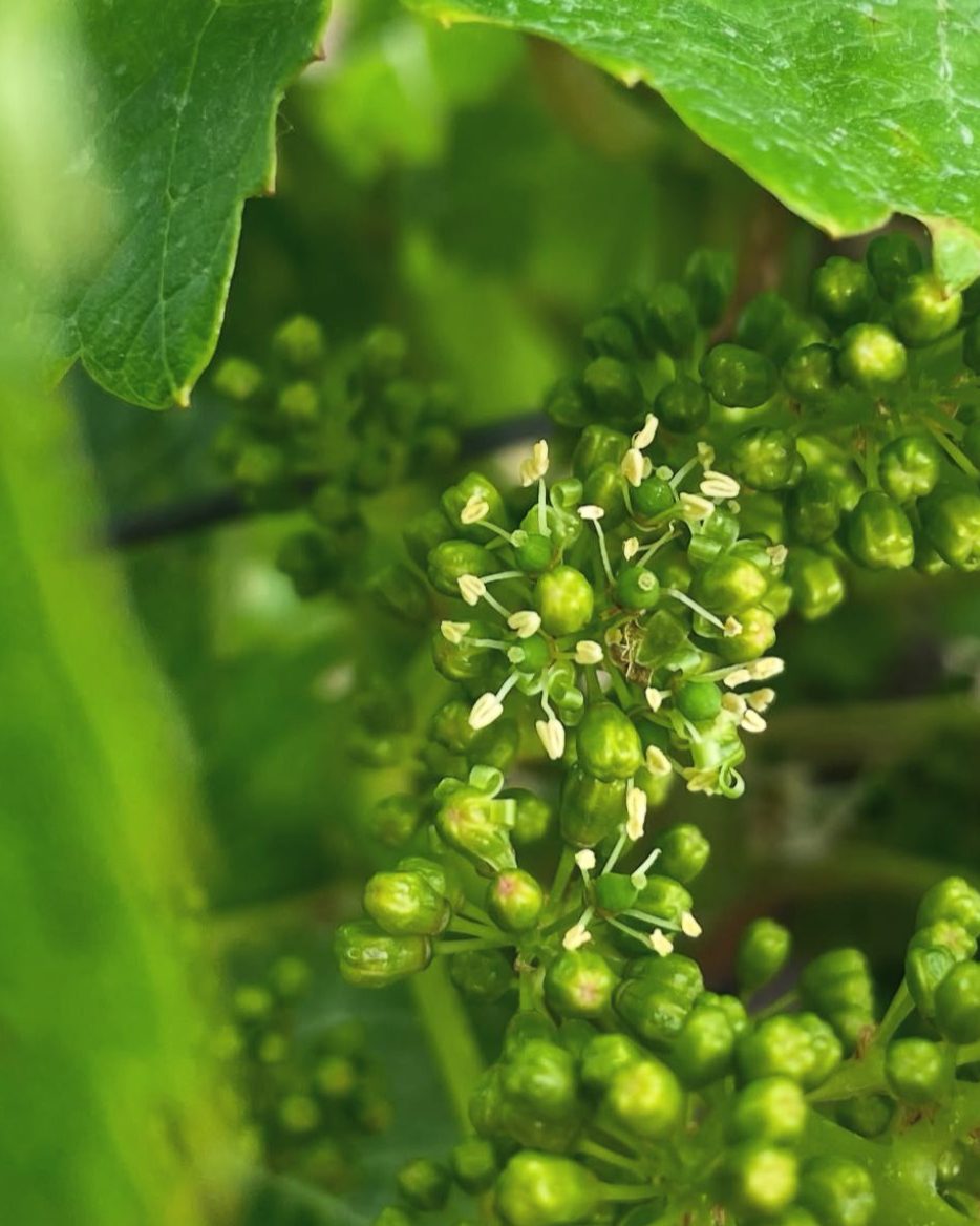 Washington State's wine industry is leading the charge toward a greener future. With the introduction of the #SustainableWA certification, #vineyards are embracing practices that are environmentally sound, socially equitable &amp; economically viable.