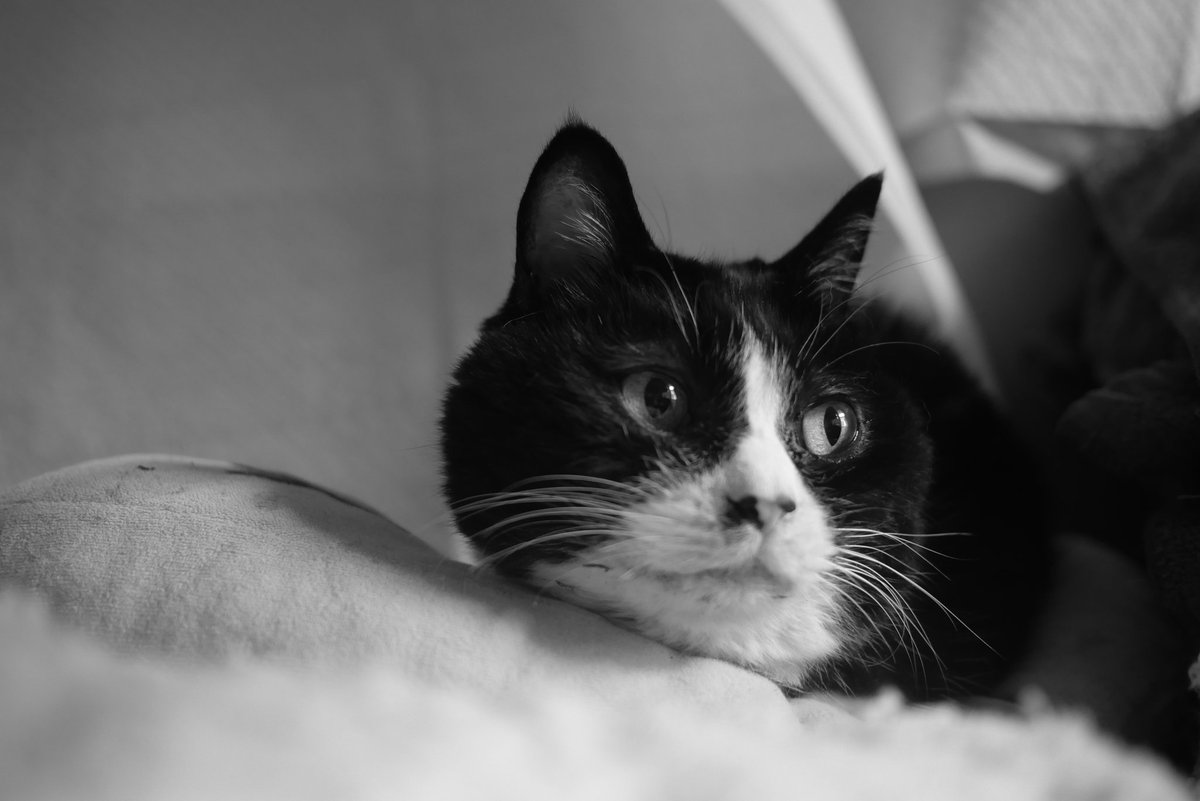 pekomo (@pm_kirua) on Twitter photo 