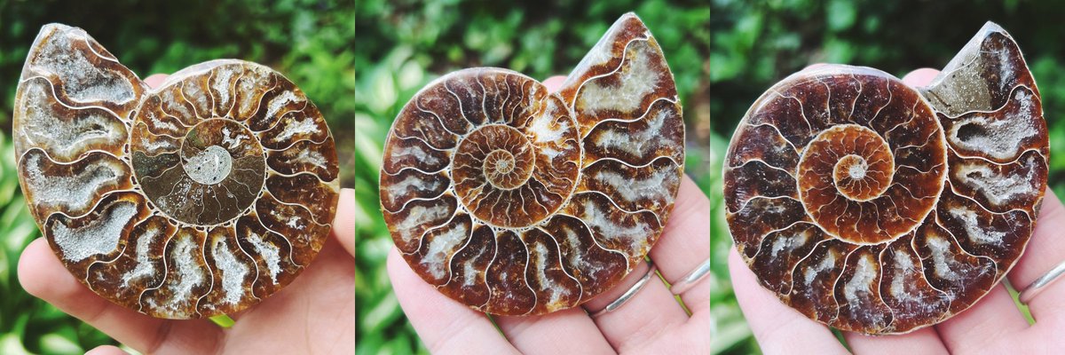Only a few Ammonite fossils left 🐚✨
