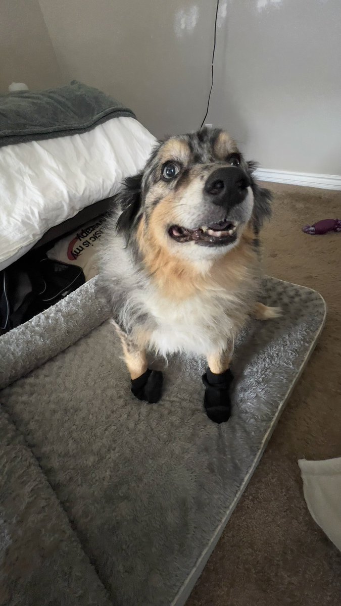 Sock_Inu's tweet photo. Look at this cute fella
#Sockinu 
Dogs with socks https://t.co/W4w2cLHM6F