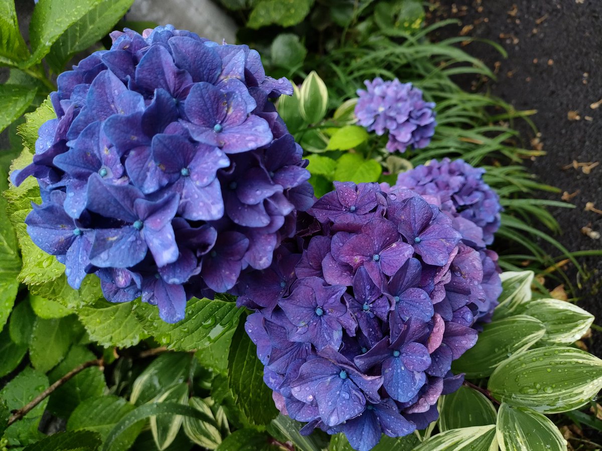 mimasuya_coffee's tweet photo. おはようございます☔️
雨降りの一日
我が家の紫陽花は雨を喜びプラムの実もなんだか嬉しそう\( ˆoˆ )/ https://t.co/eu6PgZuUC1
