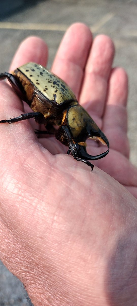 Jim____Johnson's tweet photo. Found this guy today.  It has been awhile since I've seen one of these in #Kentucky https://t.co/VtqAKArxsU