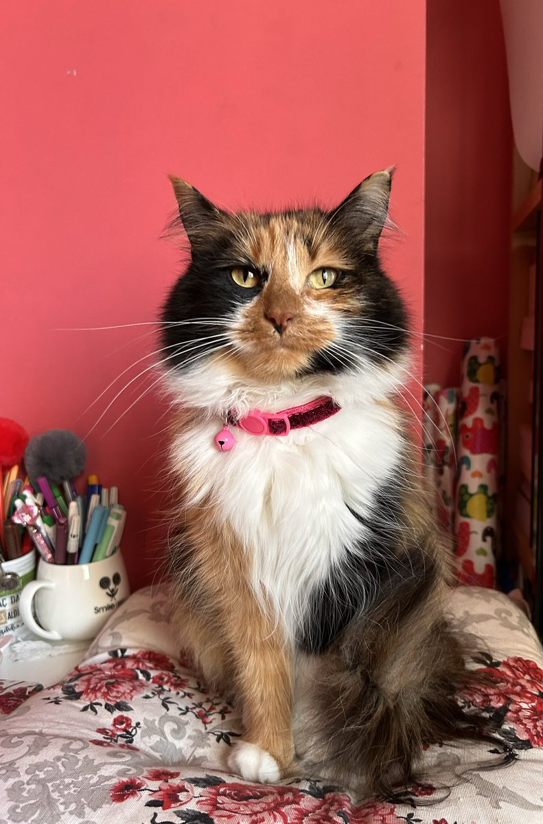 Sokakta bacağını kırdılar 5 aylıktı, şimdi 5 yaşında ömrümün tamamı. Doğum günün kutlu olsun aşkım Luna🎉❤️