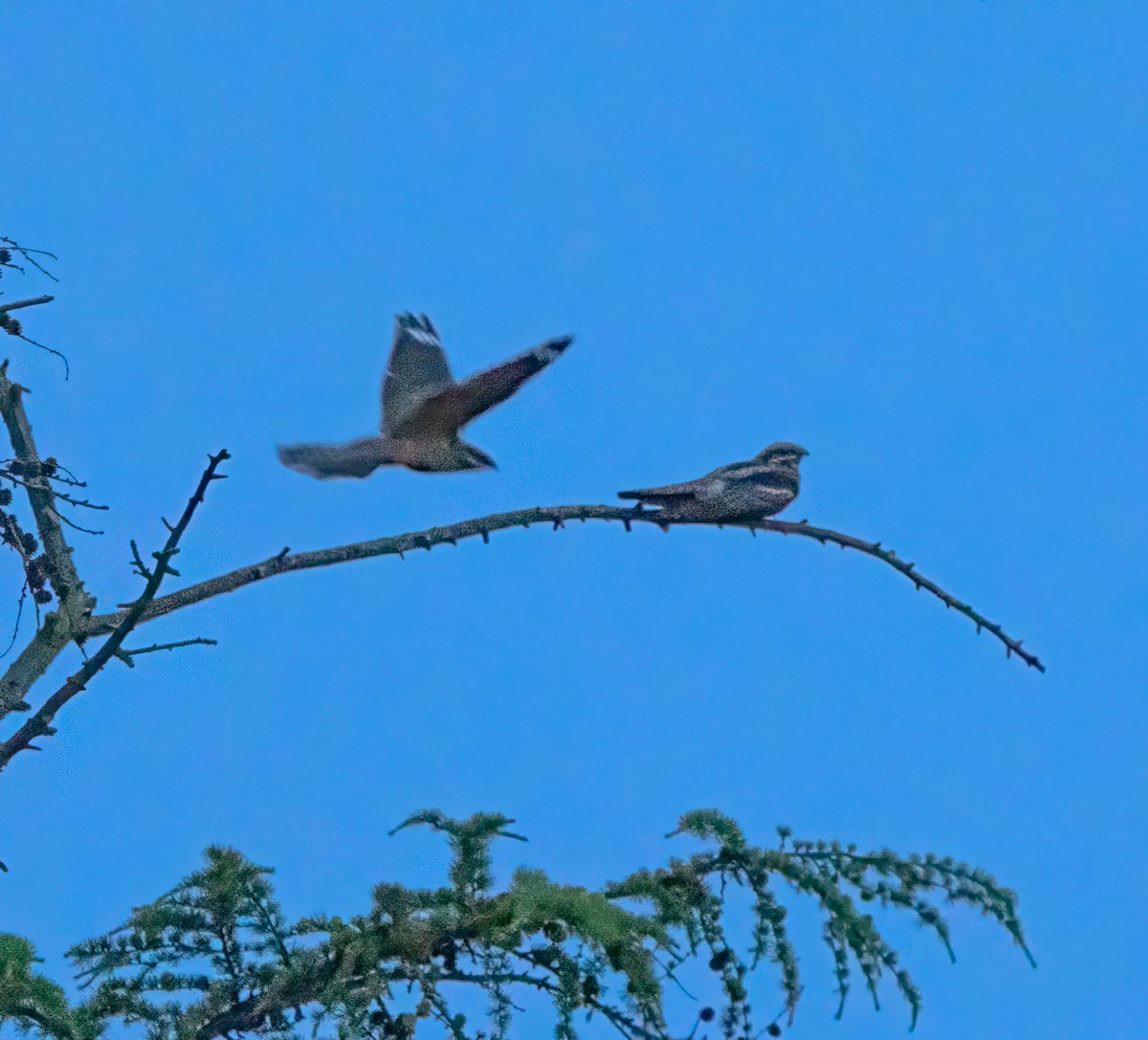 Dave Ward (@dwardphotos) on Twitter photo Nightjars at Stainburn Forest this evening about 10.00pm - nice to see a couple together <a href="/nybirdnews/">NorthYorksBirdNews</a> <a href="/HarrogateNats/">Harrogate District Naturalists’ Society</a> Nightjars at Stainburn Forest this evening about 10.00pm - nice to see a couple together <a href="/nybirdnews/">NorthYorksBirdNews</a> <a href="/HarrogateNats/">Harrogate District Naturalists’ Society</a>