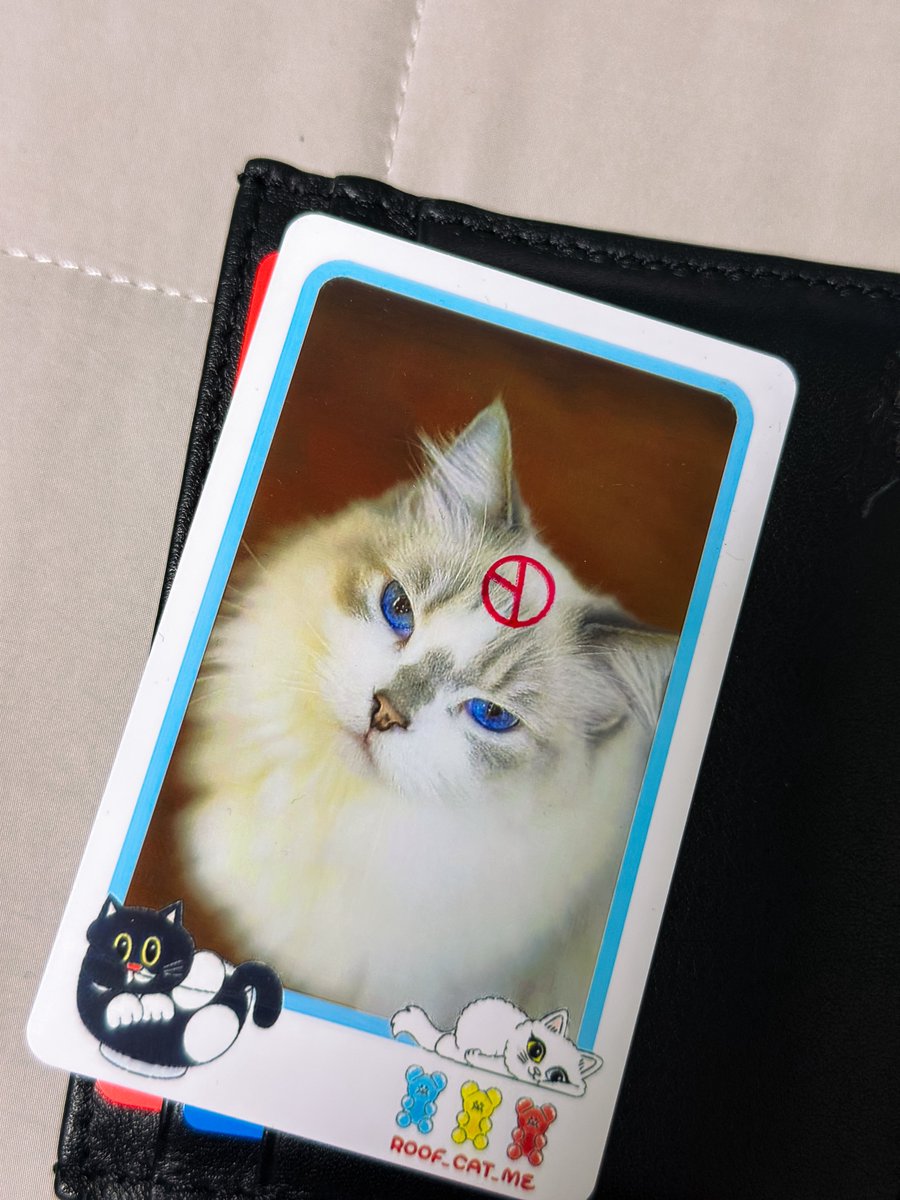 이렇게 하면 되는건강 
고양이가 최고양