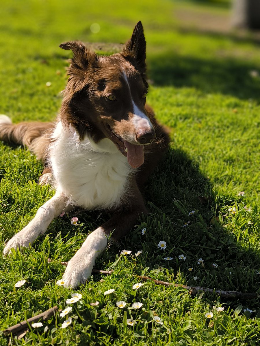 kikeweno's tweet photo. Obtén un 20% de Descuento (acumulable a ofertas) con el Cupón   ENRIQUE-708 al comprar en Dogfy Diet. #dogfydiet  #comidacocinadaparaperro #descuento #perrosano #perrofeliz #bordercollie https://t.co/aw84qb3axL