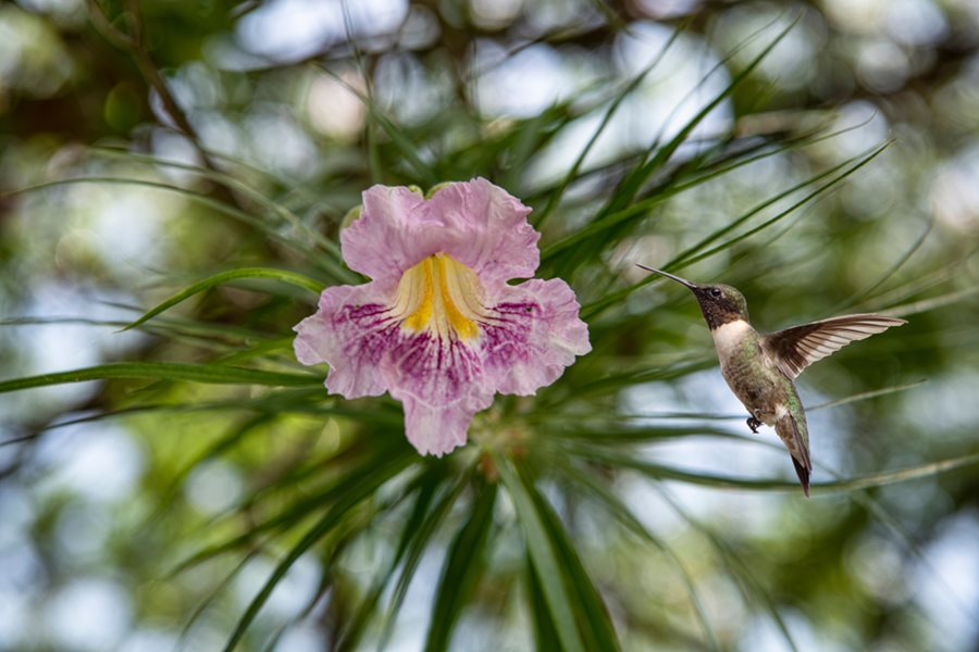 #MysteryPlantMonday — OK, technically it’s a #tree, not a plant—but with orchid-like blooms and lacy leaves, how could we resist? Drought-tolerant, heat-loving, AND a pollinator magnet. Know what it is? ow.ly/HpXj50W30PL