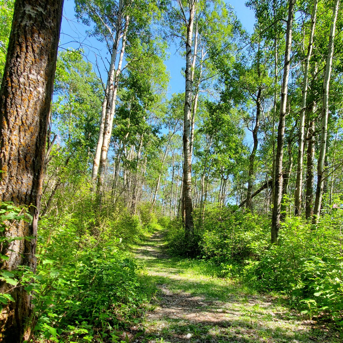 BeaverHillsBiosphere (@bhbiosphere) on Twitter photo Looking to get outdoors this summer? 🌞
Plan a visit to the <a href="/BHBiosphere/">BeaverHillsBiosphere</a> - a UNESCO-designated landscape full of beauty & adventure! 🌲
Explore our Tourism Directory 👉 beaverhills.ca/explore/touris… Looking to get outdoors this summer? 🌞
Plan a visit to the <a href="/BHBiosphere/">BeaverHillsBiosphere</a> - a UNESCO-designated landscape full of beauty & adventure! 🌲
Explore our Tourism Directory 👉 beaverhills.ca/explore/touris…