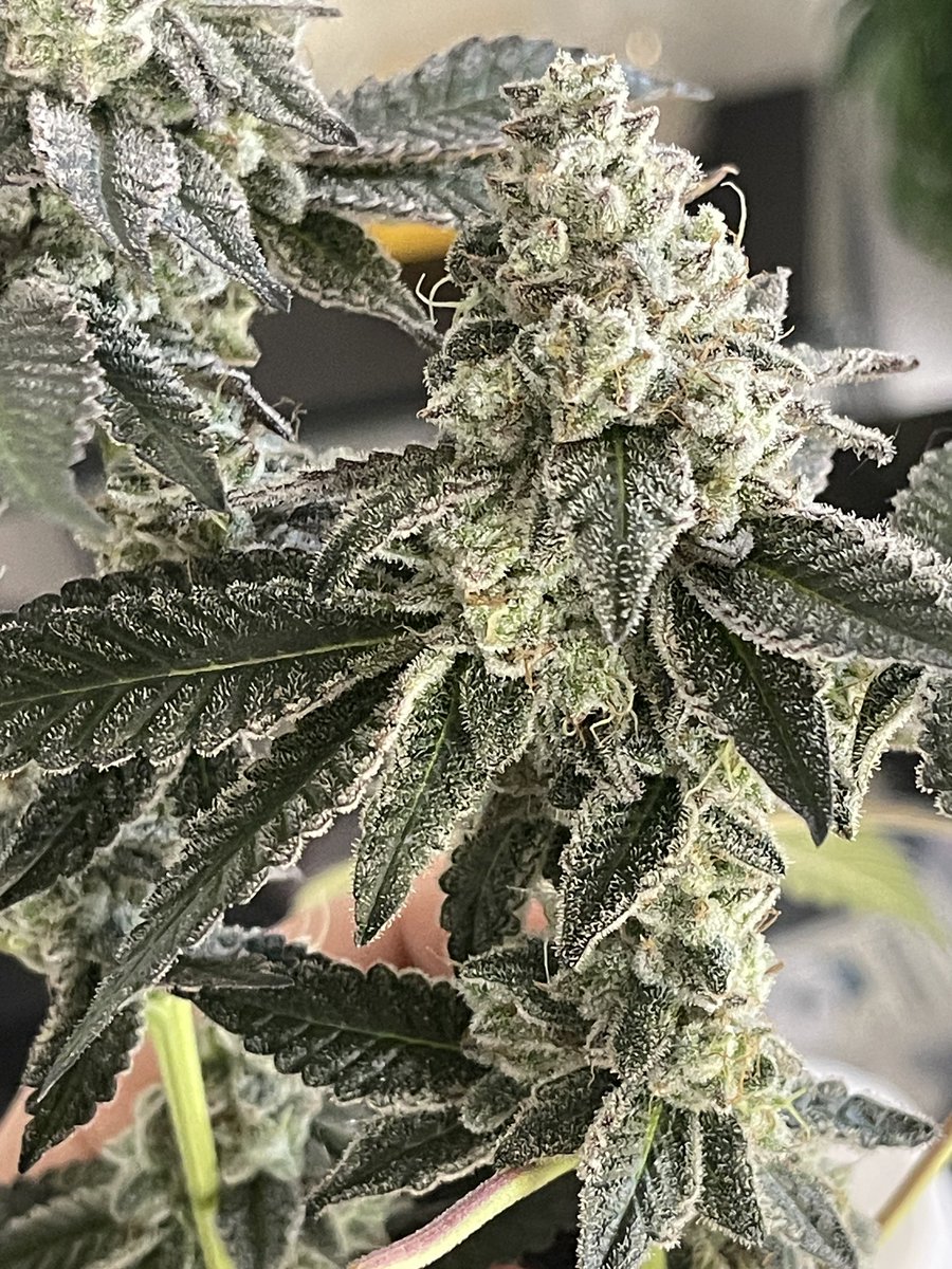 Nova 91. (Unreleased) 
Just pulled out of the tent. 
No edits. Original Photo. 
Join our discord to grow the F1 crosses! 💍