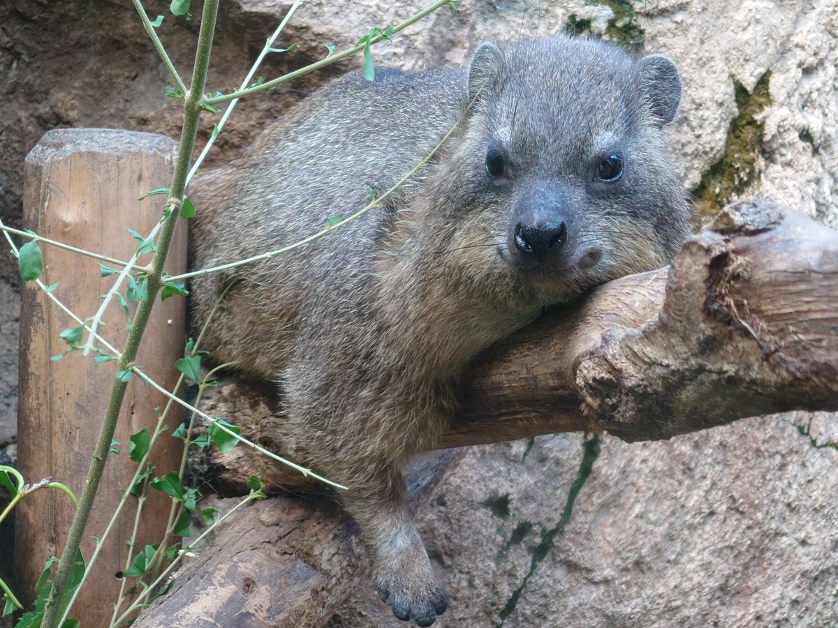 ハイラックスの追憶20220706
#コロッケ　#天王寺動物園
#ケープハイラックス　#procavia 
#hyraxes 
#minnanotennojizoo