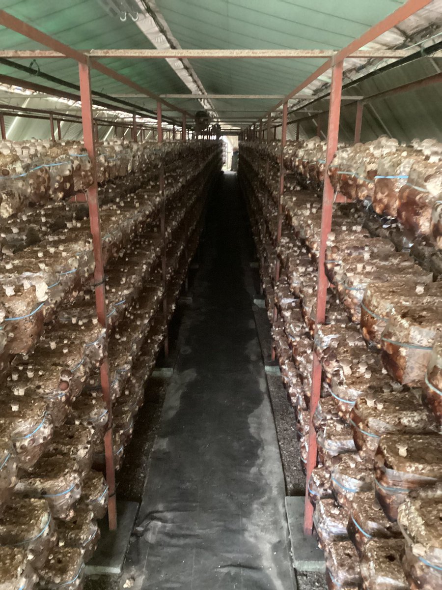 おはしいたけです🍄‍🟫
昨日より新人が勤務スタート🍄‍🟫
20代とかなり若いが、実質新卒(ないしは第二新卒)のようなものだ📚
「将来社長になる！」
今は意気込みだけだが、一緒に叶えてしんぜよう😼

#新芽も出てきた