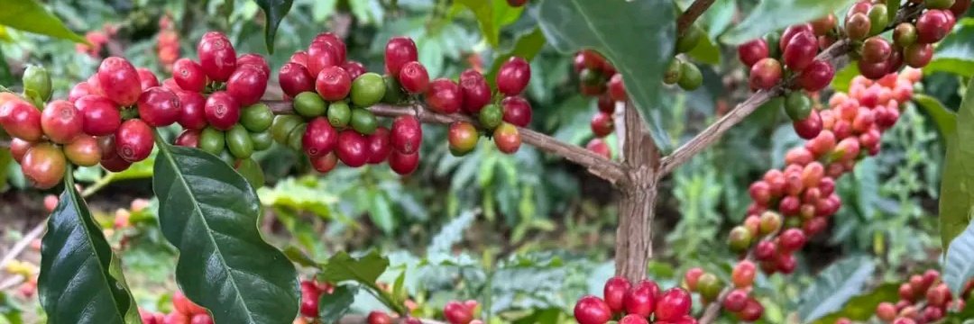 BryanKaija's tweet photo. Uganda🇺🇬 Rwenzori mountains Black Gold Arabica  Grow more coffee, and Cocoa to fight poverty, It's never too late to if U have Dreams to Better Bright🔆 future https://t.co/NRM2e7VvgT